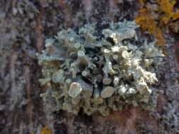 Image of Cartilage lichen