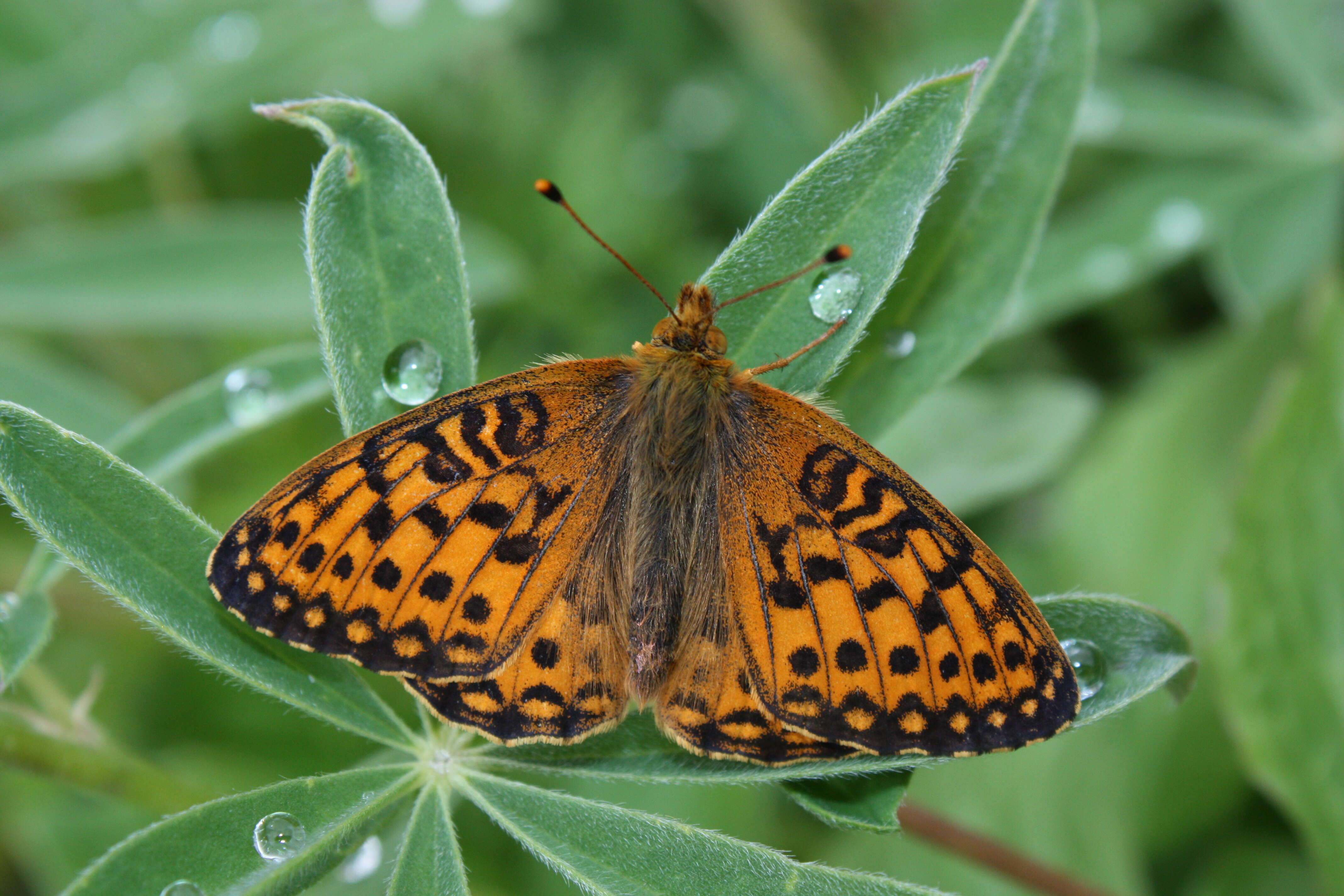 صورة Speyeria mormonia Boisduval 1869