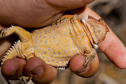 Image of Greater Short-horned Lizard