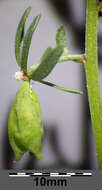 Image of rampion mignonette