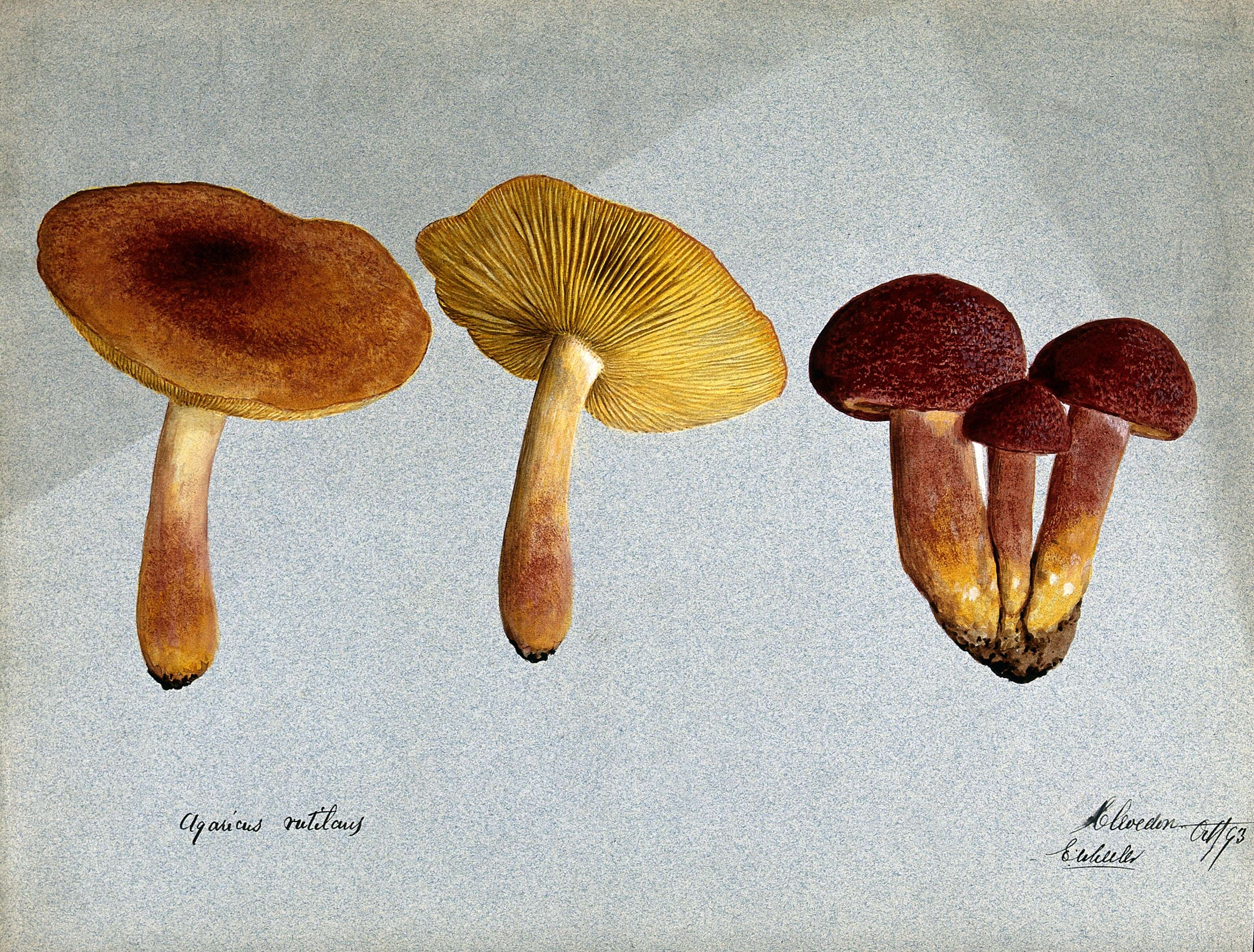 Image of Tricholomopsis rutilans (Schaeff.) Singer 1939