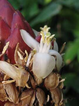 Image of Guzmania farciminiformis H. Luther