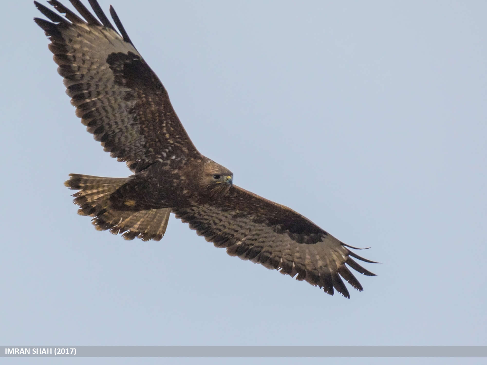 Imagem de Buteo burmanicus Hume 1875