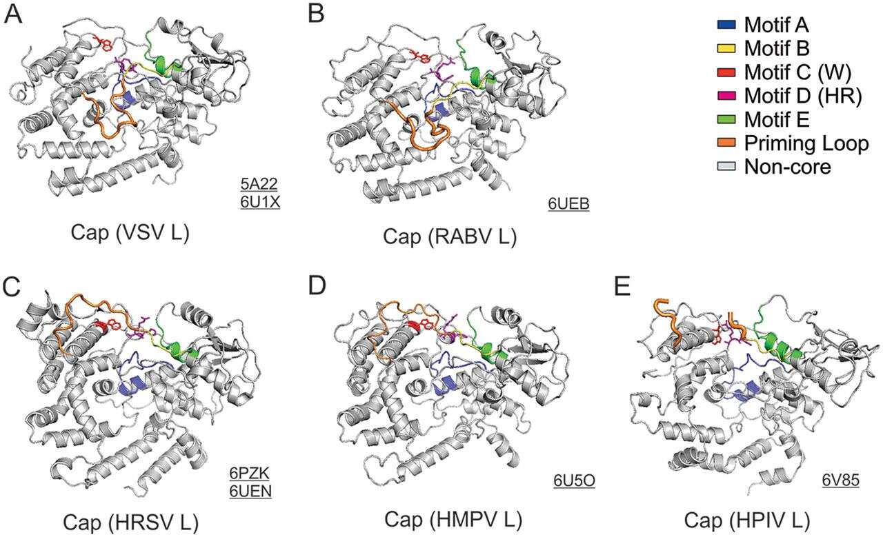 Image of Rabies virus