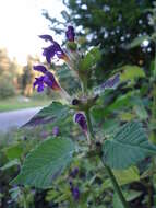 Image of Downy Hemp Nettle