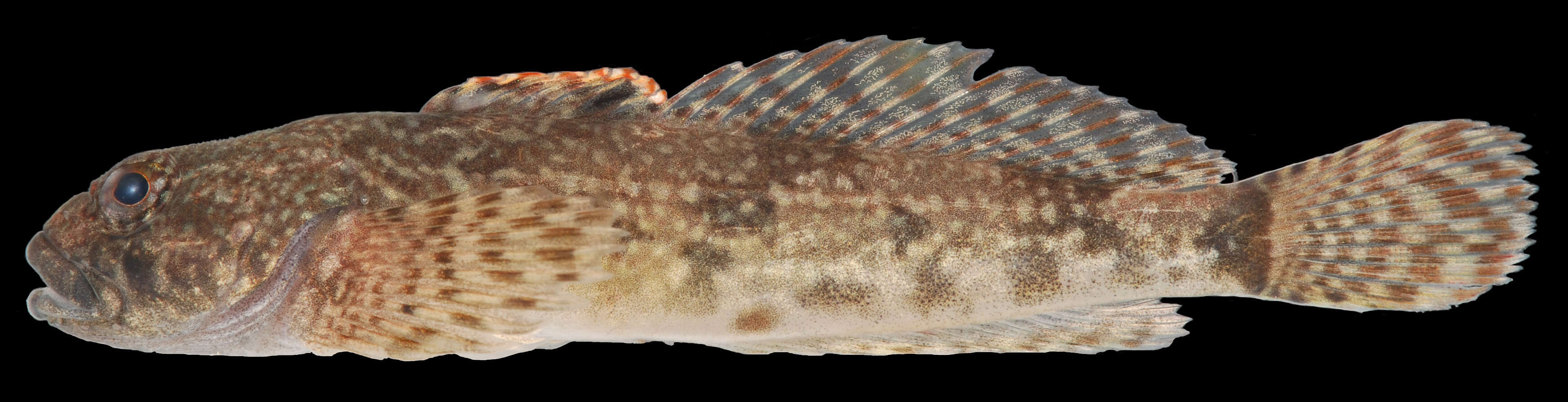 Image of Sculpin
