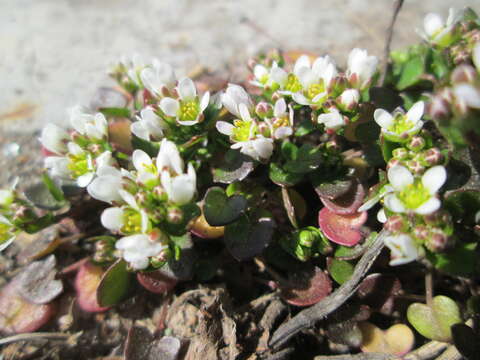 Image of early scurvygrass