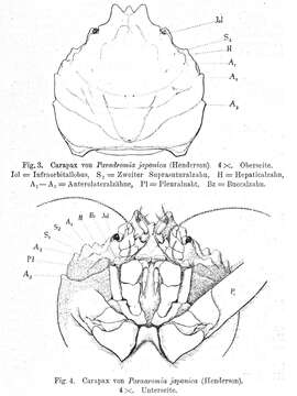 Image of Dromioidea De Haan 1833