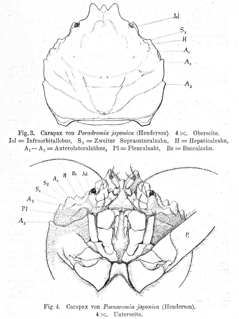 Image of Dromioidea De Haan 1833