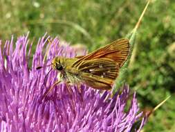 Image of Common Branded Skipper