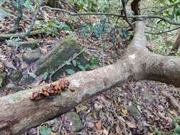 Image of Brown Palm Civet