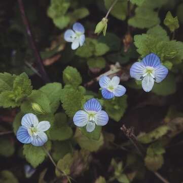 Image of birdeye speedwell