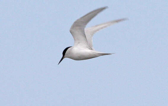 Image of Damara Tern