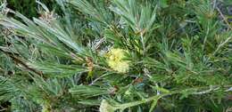 صورة Callistemon paludosus F. Müll.