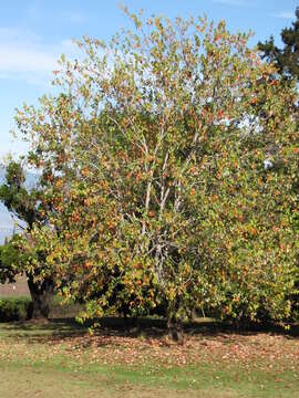 Imagem de Acer buergerianum Miq.