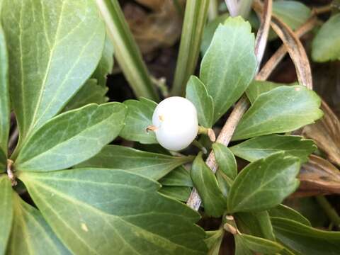 Image of Japanese pachysandra