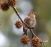 Image of Pine Siskin