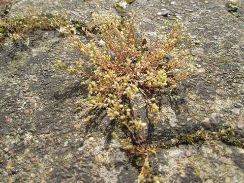 Image of Thyme-leaved Sandwort