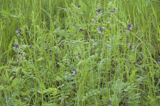 Plancia ëd Vicia sepium L.