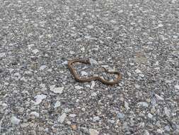 Image of Common Garter Snake