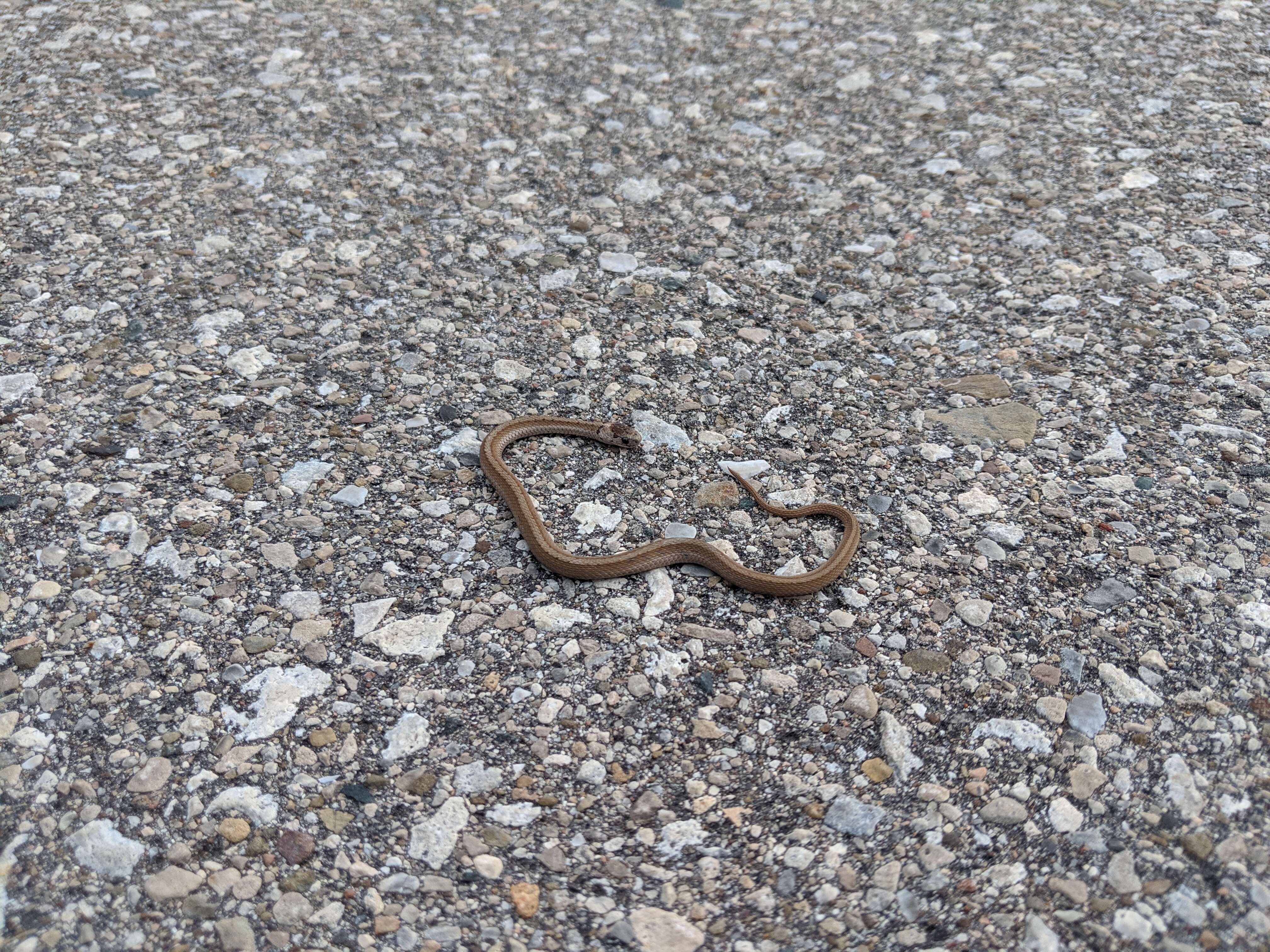 Image of Common Garter Snake