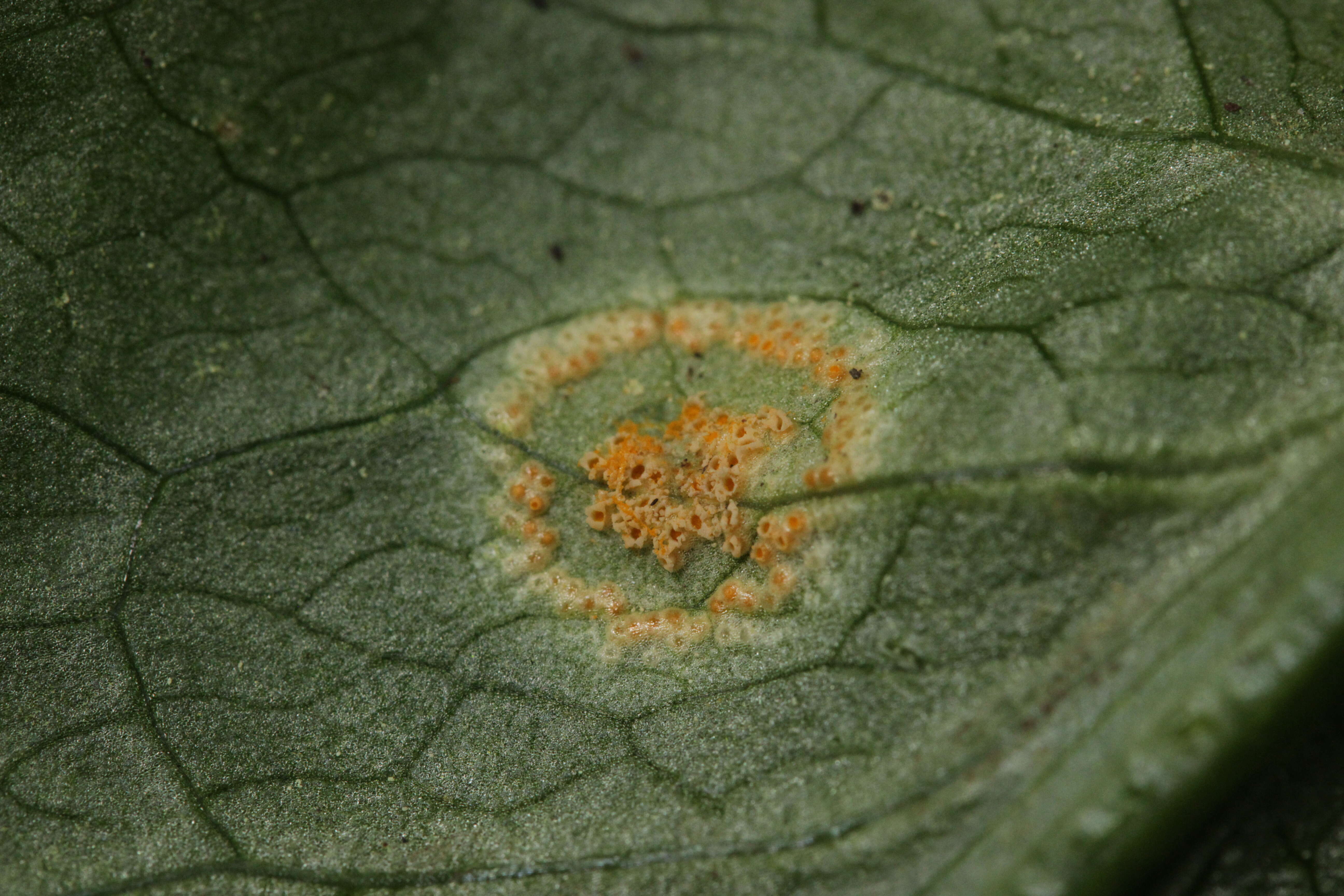 Imagem de Puccinia sessilis J. Schröt. 1870