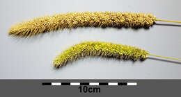 Image of Foxtail millet