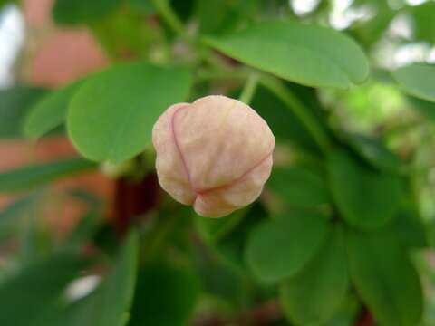 Image of chocolate vine