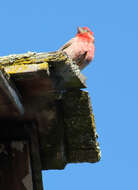 Image of Purple Finch