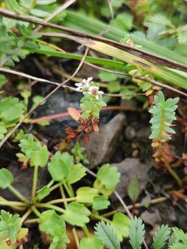 Image of black saltwort