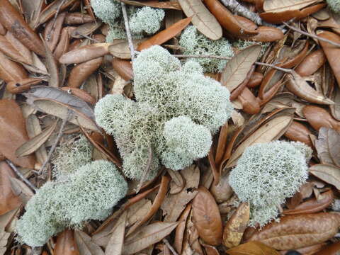 Imagem de Cladonia evansii Abbayes