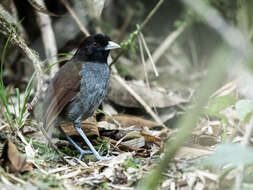 Image of antpittas