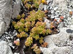 Image of White Stonecrop