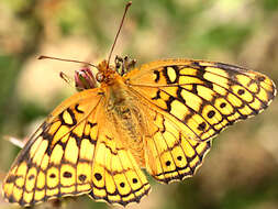 Image of Variegated Fritillary