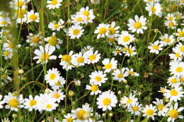 Anthemis arvensis L. resmi