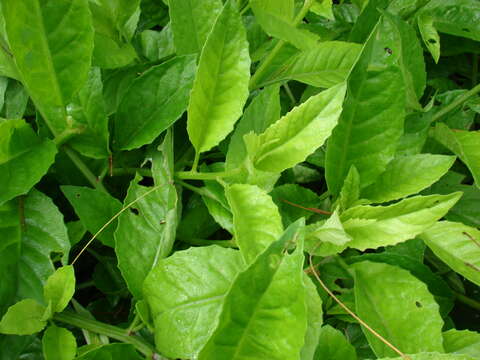 Image of Gynura bicolor (Roxb. ex Willd.) DC.