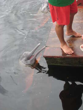 Image of river dolphins