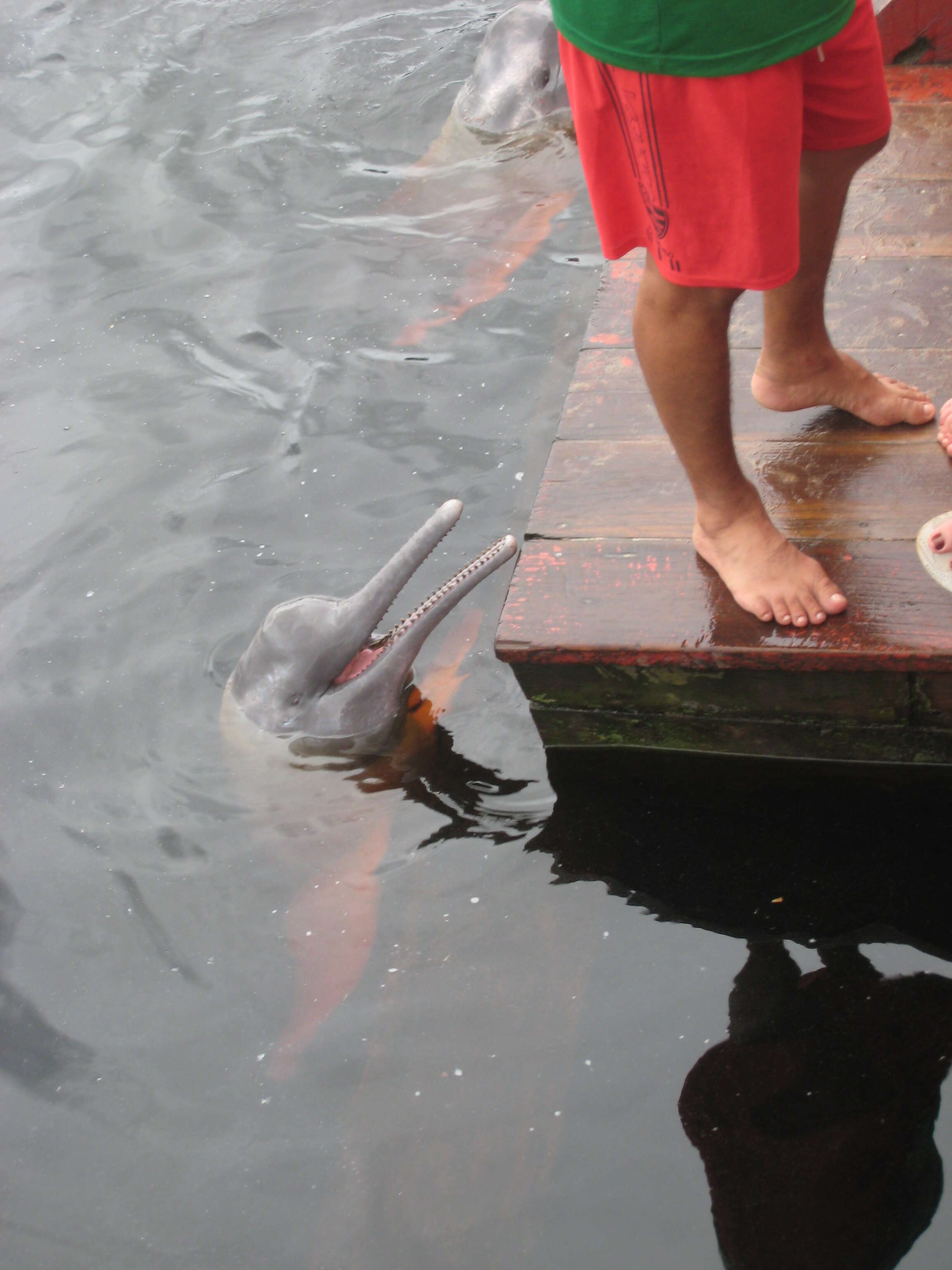 Image of river dolphins