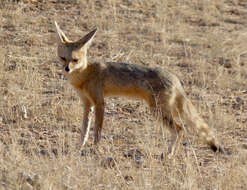 Слика од Vulpes chama (A. Smith 1833)