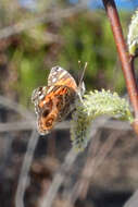 Image of Vanessa virginiensis