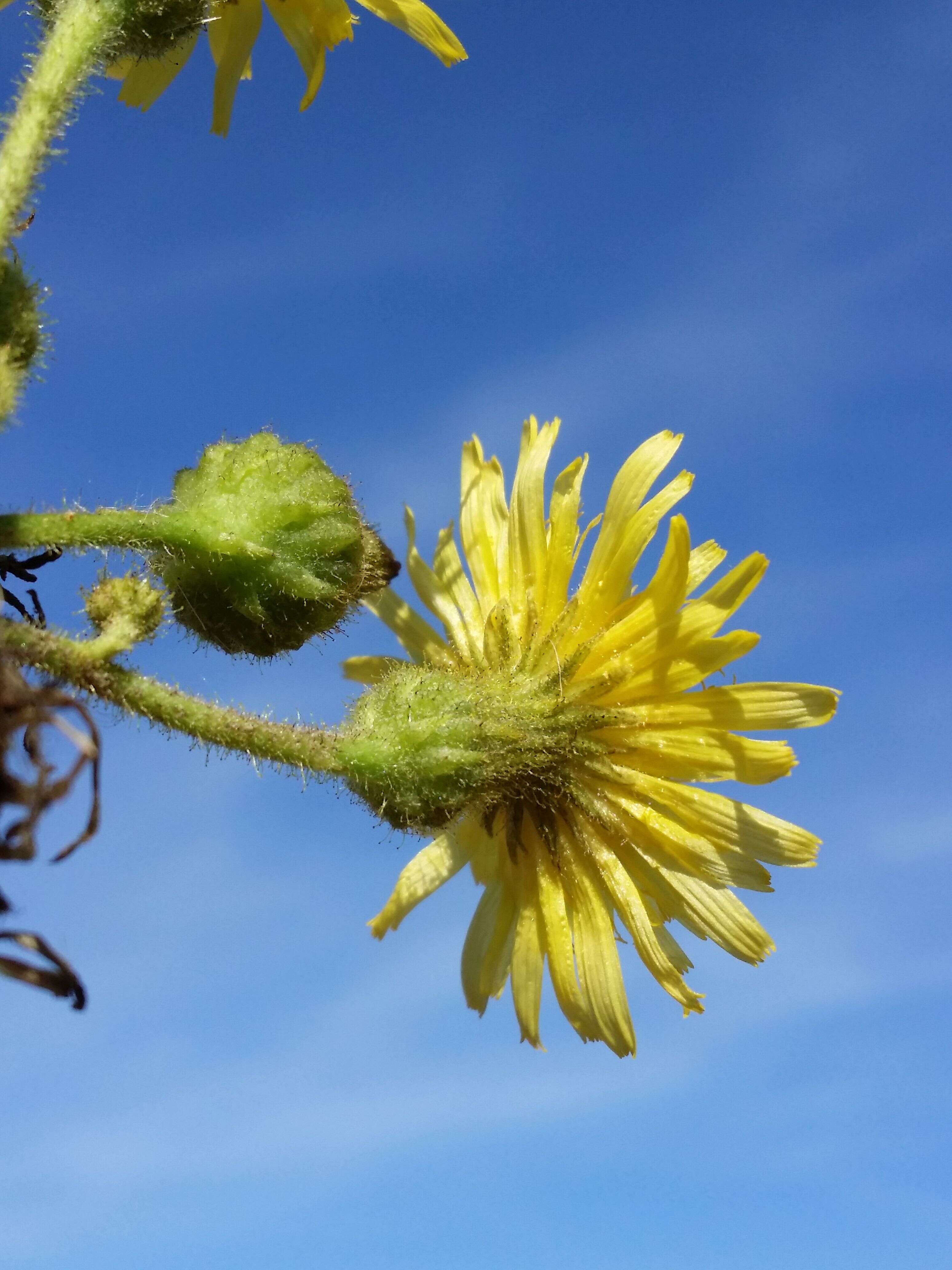 Image of marsh sow-thistle