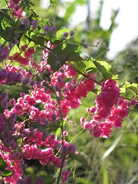 Image of antigonon