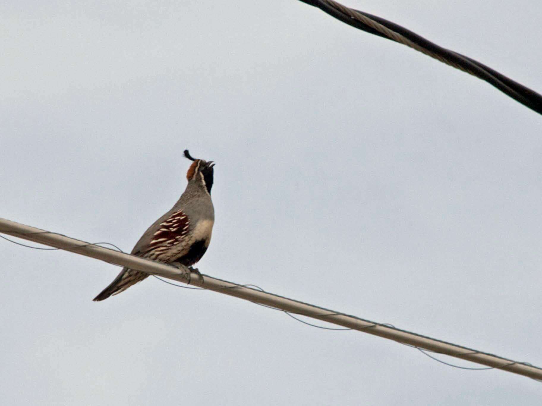 Image of Gambel's Quail