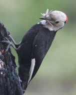 Image of White-headed Woodpecker