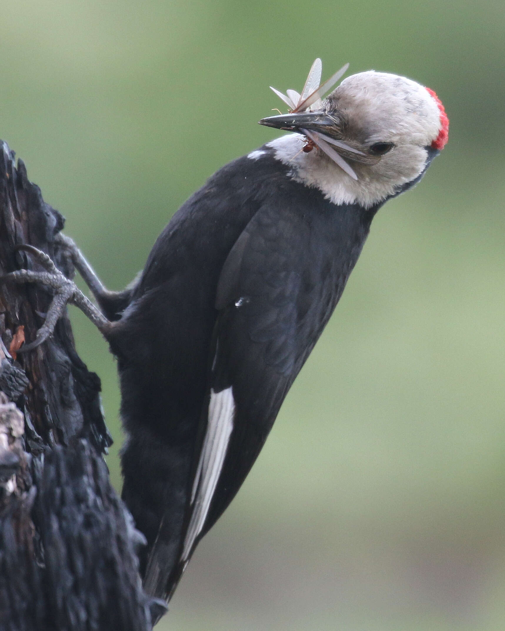 Image of White-headed Woodpecker