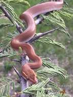 Image of Brown House Snake