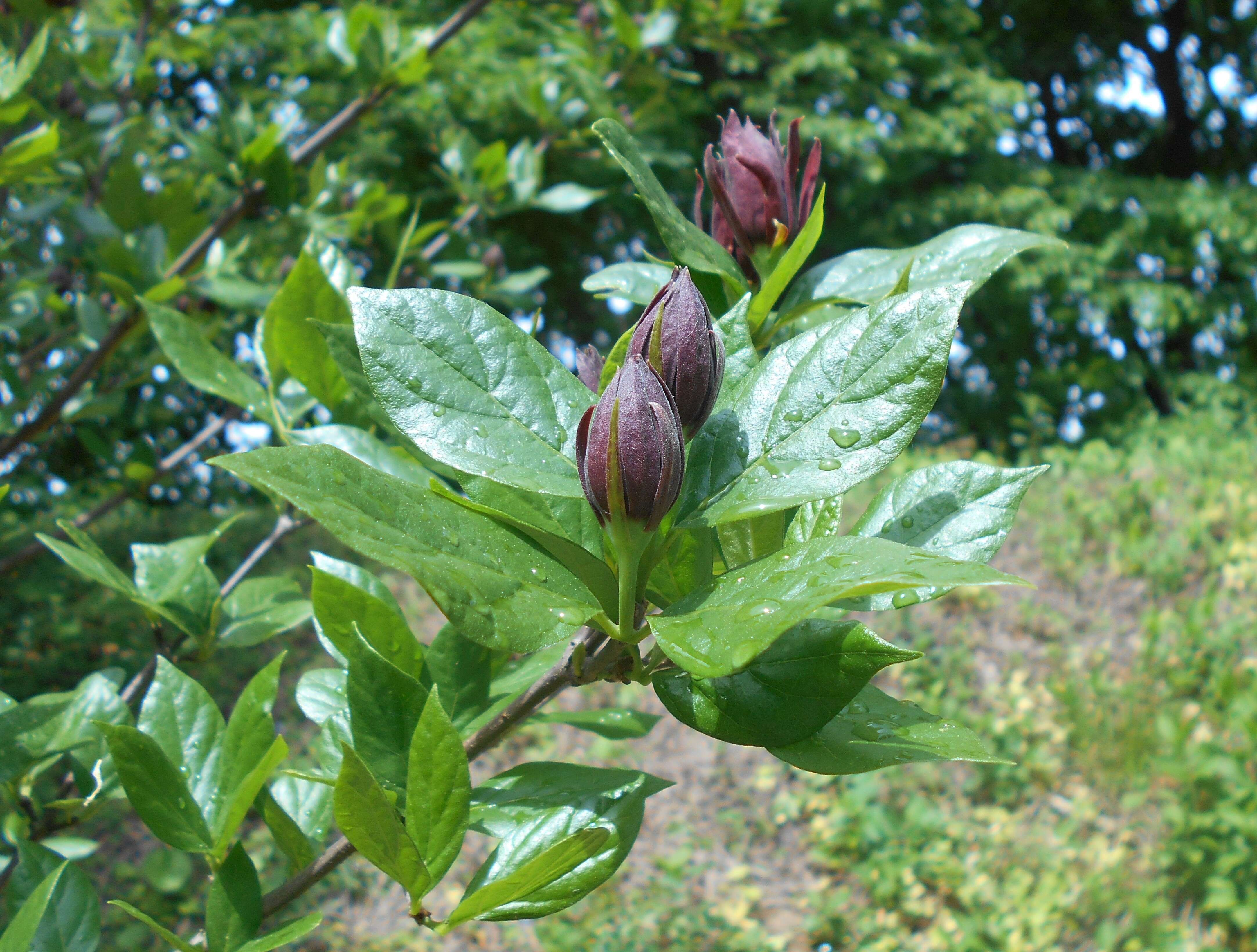 Image de Calycanthus floridus L.