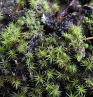 Image of Apple moss