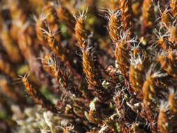 صورة Syntrichia ruralis Weber & D. Mohr 1803