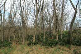 Image of Hollyleaved barberry